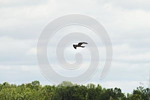 Northern harrier hawk (Circus hudsonius) flying in the cloudy sky