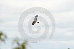 Northern harrier hawk (Circus hudsonius) flying in the cloudy sky