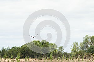 Northern harrier hawk (Circus hudsonius) flying in the cloudy sky