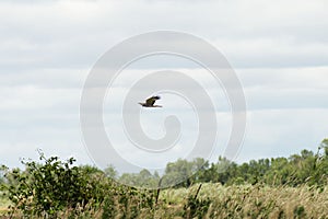 Northern harrier hawk (Circus hudsonius) flying over a field