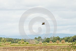 Northern harrier hawk (Circus hudsonius) flying over a field