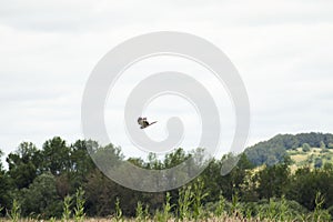 Northern harrier hawk (Circus hudsonius) flying over a field