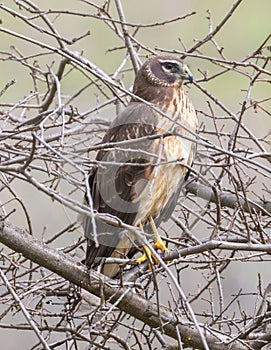 Northern Harrier Immature Female Perched on a Tree.