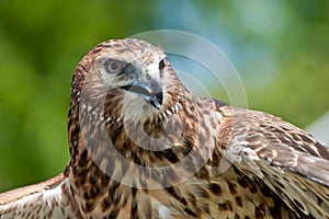 Northern Harrier