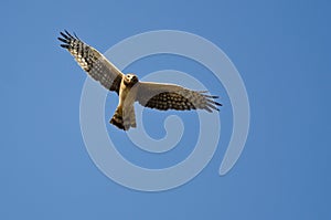 Northern Harrier Making Eye Contact As It Flys photo