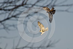 Northern Harrier and Red-Tailed Hawk in Combat