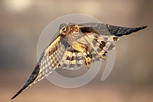 Northern Harrier at Shawangunk Grasslands