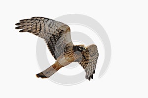 Northern Harrier is soaring into the air , isolated photo