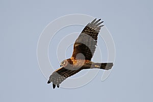 Northern Harrier Soaring over the Marsh