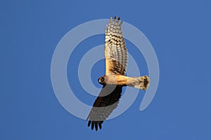 Northern Harrier Soaring on a Sunny Day