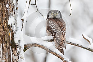 Northern Hawk Owl