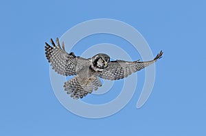 Northern Hawk Owl