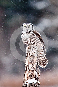 Northern Hawk Owl