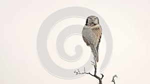 Northern Hawk Owl