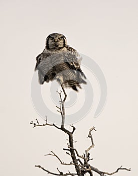 Northern Hawk Owl