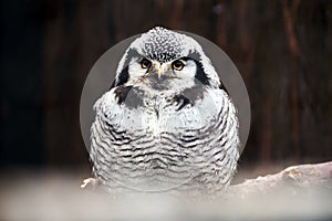 Northern hawk owl