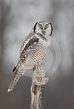 Northern Hawk-owl
