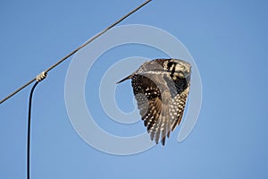 Northern hawk owl