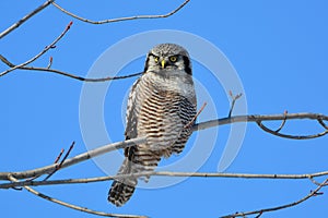 A Northern Hawk Owl sits perched in a tree photo