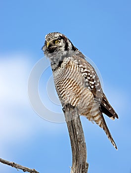Northern Hawk-Owl Calling