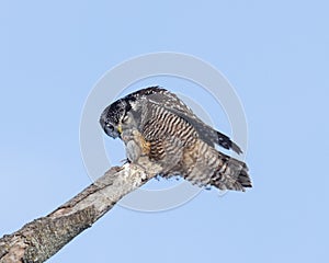 Northern Hawk Owl caught a vole