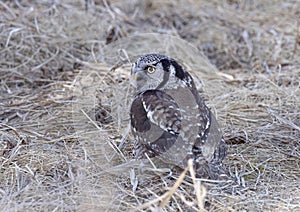 Northern Hawk-Owl hunting from the ground in a Canadian winter