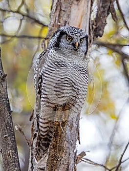 Northern Hawk Owl looking for movement