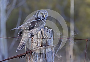 Northern Hawk-Owl perched on a post in winter in Canada