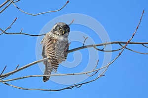 A Northern Hawk Owl sits perched in a tree