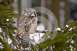 Northern Hawk owl - Surnia ulula