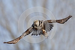Northern hawk-owl Surnia ulula