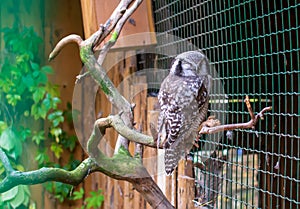 Northern hawk owl Surnia ulula, also known as simply hawk owl sitting on the branch