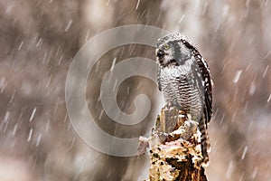 Northern hawk-owl Surnia ulula in heavy snowfall