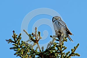 Northern Hawk Owl (Surnia ulula), with his capture
