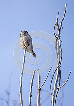 Northern Hawk-Owl (Surnia ulula) hunting from the top of a tree in Canada