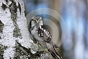 Northern hawk-owl, Surnia ulula, perched on birch trunk. Owl with beautiful yellow eyes. One of a few diurnal owls. photo