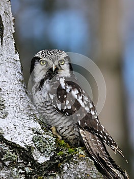 Northern hawk-owl, Surnia ulula, perched on birch trunk. Owl with beautiful yellow eyes. One of a few diurnal owls. Wildlife scene photo