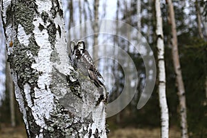 Northern hawk-owl, Surnia ulula, perched on birch trunk in forest. Owl with yellow eyes. One of a few diurnal owls. Wildlife scene photo