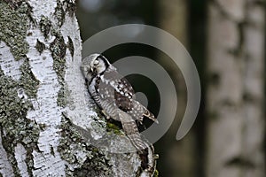 Northern hawk-owl Surnia ulula perched on birch trunk looking like sleeping. One of a few diurnal owls. Wildlife scene photo