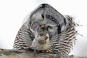 Northern Hawk Owl, Surnia ulula, with prey