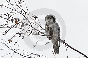 Northern hawk owl (Surnia ulula) sitting on a branch and searching for prey.