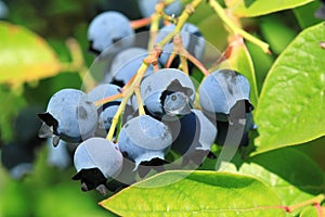 Northern highbush blueberry