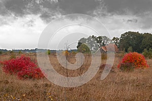 Northern highbush blueberry in autumn, bright red leaves