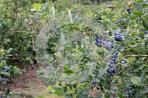 Northern highbush blueberry berries and leaves branch