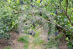 Northern highbush blueberry plantation