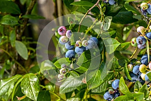 Northern highbush blueberry Vaccinium corymbosum - deciduous shrub with delicious fruit