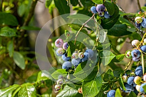 Northern highbush blueberry Vaccinium corymbosum - deciduous shrub with delicious fruit