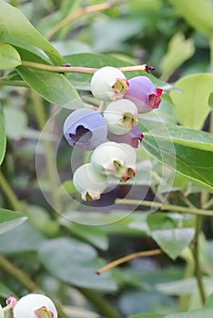 Northern highbush blueberry Vaccinium corymbosum, ripening berries