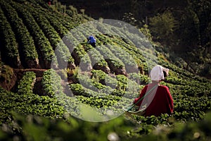 northern hill tribe harvesting strawberry in farm at high mountain of chiang mai northern of thailand