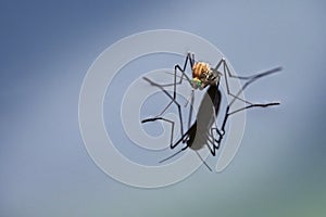 Northern house mosquito & x28;Culex pipiens& x29; with reflection on the b